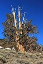 Ancient Bristlecone Pines, Pinus longaeva, below White Mountain Peak, White Mountains, California, USA Royalty Free Stock Photo