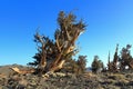 Ancient Bristlecone Pines, Pinus longaeva, in the White Mountains of California, USA