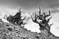 Ancient Bristlecone Pines Under Stormy Skies