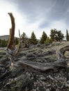 Ancient Bristlecone Tree Fragments