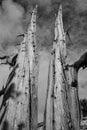 Ancient Bristlecone Tree
