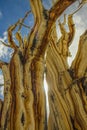 Ancient Bristlecone Tree