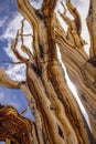 Ancient Bristlecone Tree