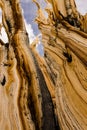 Ancient Bristlecone Tree