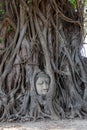 Ancient buddha head embeded in banyan tree from Ayutthaya, Thailand Royalty Free Stock Photo