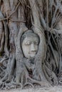 Ancient buddha head embeded in banyan tree from Ayutthaya, Thailand