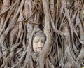 Ancient buddha head statue in Ayutthaya, Thailand Royalty Free Stock Photo