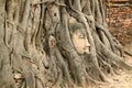 Ancient Buddha Statue`s Head Trapped in the Bodhi Tree Roots in Wat Mahathat Temple Ruins, Ayutthaya Historic Island, Thailand Royalty Free Stock Photo