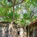 Treat of demage from growing trees on Ta Prohm Temple, Angkor, Siem Reap, Cambodia. Big roots over walls and roof of a temple. Royalty Free Stock Photo