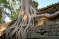 Overgrown ruins on Ta Prohm Temple, Angkor, Siem Reap, Cambodia. Big roots over the walls of a temple. Royalty Free Stock Photo