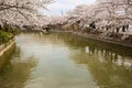 Ancient buildings and cherry blossoms in full bloom in Taihu Lake Park, Wuxi, Jiangsu, China Royalty Free Stock Photo