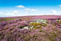 Ancient burial cairn in purple heather. Ilkley moor