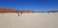 Ancient burned trees in deadvlei clay pan in the Namib desert, Namibia, Africa, in a sunny, blue sky day