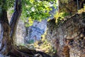 Ancient castle brick wall with tree