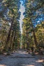 Ancient Cedar, pine trees and Ishidoro (Stone Lanterns) on the path to Kitaguchi Hongu Fuji Sengen Jinja shinto shrine. Japan Royalty Free Stock Photo