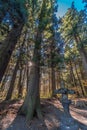 Ancient Cedar, pine trees and Ishidoro (Stone Lanterns) on the path to Kitaguchi Hongu Fuji Sengen Jinja shinto shrine. Japan Royalty Free Stock Photo