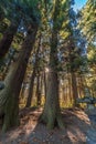 Ancient Cedar, pine trees and Ishidoro (Stone Lanterns) on the path to Kitaguchi Hongu Fuji Sengen Jinja shinto shrine. Japan Royalty Free Stock Photo