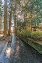 Ancient Cedar, pine trees, Ishidoro (Stone Lanterns) and river on the path to Kitaguchi Hongu Fuji Sengen Jinja shinto shrine.