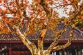 Ancient Chinese Roof Autumn Tree West Lake Hangzhou Zhejiang China