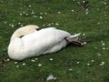 Europe, Belgium, West Flanders, Bruges, white Swan sleeping on the lawn