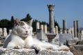 Ancient city cat Royalty Free Stock Photo