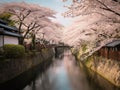 Enchanting Cherry Blossoms in Kyoto