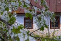 Ancient clay country house detail, blurred sweet cherry branch in generous blossom enjoy spring sunshine, desolation and beauty