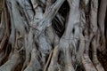 Ancient close-up texture of Jungle tree trunk with climbing vines, tropical rainforest liana plant Royalty Free Stock Photo