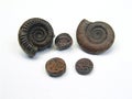 Ancient Coin and fossil Royalty Free Stock Photo