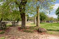 Ancient column, blooming tree