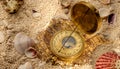 Ancient compass on the sand with seashells