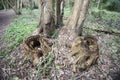 Ancient coppiced tree stumps in Collington Wood