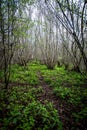 Ancient coppiced woodland