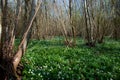 Ancient coppiced woodland