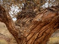 Ancient cottonwood tree Royalty Free Stock Photo