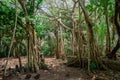 Ancient creepy abandoned maldivian cemetery in the forest jungles at the island Manadhoo the capital of Noonu atoll