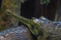 Ancient crocodile, Gavial, sharp teeth
