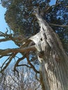 Ancient Cypress Tree Gnarled Trunk and Branches