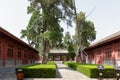 Ancient cypress trees in Fuxi Temple, Tianshui Royalty Free Stock Photo