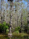 Ancient Cypress with a Wood Stork Visitor Royalty Free Stock Photo