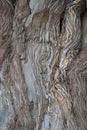 Ancient damaged tree bark
