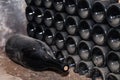 Ancient dark dusty wine bottles aging in underground cellar in rows. Concept winery vault with rare wines, exclusive