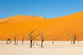 Ancient dead petrified trees in Deadvlei, Namibia, in front of red and orange sand dunes and blue sky Royalty Free Stock Photo