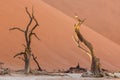 Ancient dead petrified trees in Deadvlei, Namibia, in front of red and orange sand dunes and blue sky Royalty Free Stock Photo