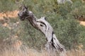Ancient death olive tree Royalty Free Stock Photo