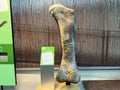 Ancient Dinosaur bones embedded in rock in an exhibit at Dinosaur National Monument near Vernal, UT