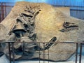 Ancient Dinosaur bones embedded in rock in an exhibit at Dinosaur National Monument near Vernal, UT