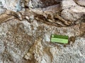 Ancient Dinosaur bones embedded in rock in an exhibit at Dinosaur National Monument near Vernal, UT