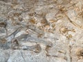 Ancient Dinosaur bones embedded in rock in an exhibit at Dinosaur National Monument near Vernal, UT