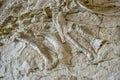 Ancient dinosaur bones embedded in rocky valley wall